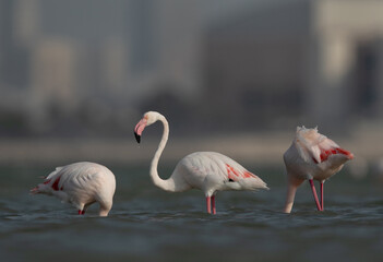 Greater Flamingos feeding at Eker creek in the morning, Bahrain