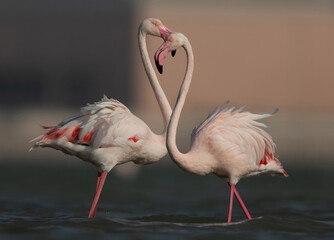 Greater Flamingos closeup shot at Eker creek in the morning, Bahrain