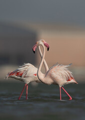 A pair of Greater Flamingos at Eker creek in the morning hours, Bahrain