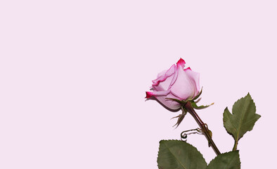 Pink Rose flower isolated on pale pink background