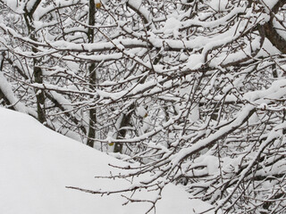 snow covered tree. snowy weather