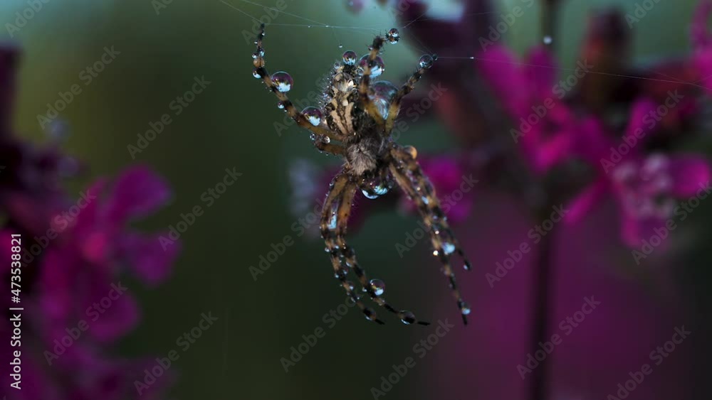 Poster close-up of spider on web with drops. creative. beautiful spider on web with flowers. meadow spider 