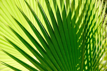 natural green background texture from palm leaves.
