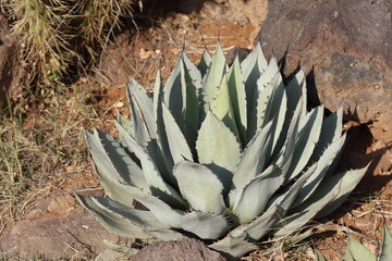 Agave parryi, known as Parry's agave or mescal agave, is a flowering plant in the family...