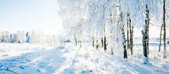 Forest park after a blizzard. Trees in a hoarfrost. Winter wonderland. Seasons, ecology,...