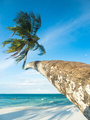 Lonely palm tree in the wind