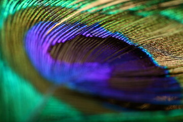Indian peacocks feather close  up photograph.