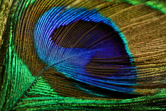 Indian peacocks feather close  up photograph.