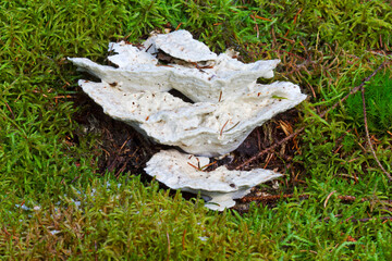 Bitter Bracket fungus in moss
