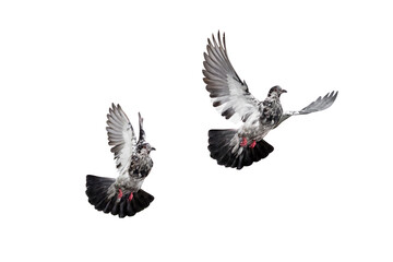 Action Scene of Two Rock Pigeons Flying in The Air Isolated on White Background with Clipping Path