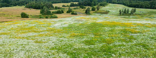Panoramic aerial view of blooming chamomile field and forest. Summer floral pattern. Setomaa, Estonia. Wildflowers close-up. Environmental conservation, gardening, alternative medicine, ecotourism - 473541875