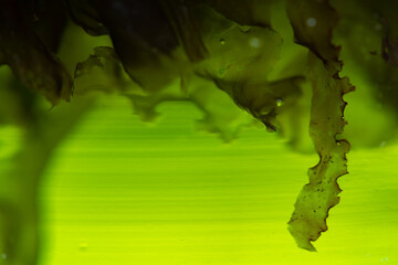 green alga laboratory research, alternative biofuel energy technology, biotechnology concept