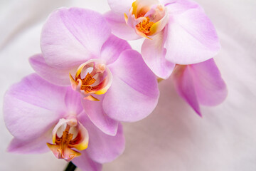 Naklejka na ściany i meble The branch of purple orchids on white fabric background