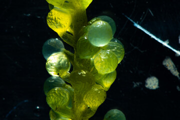 green alga laboratory research, alternative biofuel energy technology, biotechnology concept