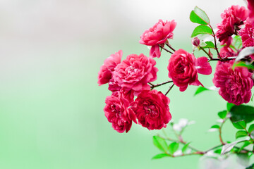 pink and white flowers roses