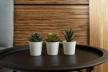 Succulent flowers standing in a modern bedroom decorating the interior