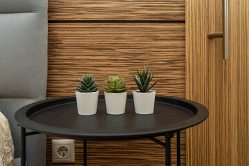 Succulent flowers standing in a modern bedroom decorating the interior