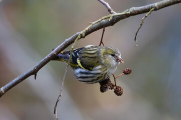 The Eurasian siskin on a tree, a very agile bird and its acrobatics, eats alder fruits (Alnus), alder seeds and cones