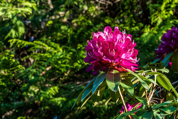 beautiful fresh rhododendron flower on green leaves background