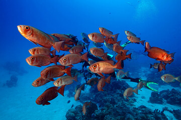 Palau, School of Big Eye fish in German Channel