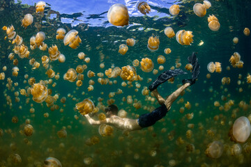 Palau, Eil Malk island, Man swimming with jellyfish in Jellyfish Lake