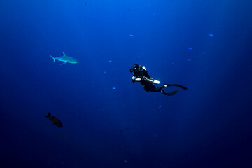 Palau, Blue Corner, Diver and grey reef shark (Carcharhinus amblyrhynchos) underwater