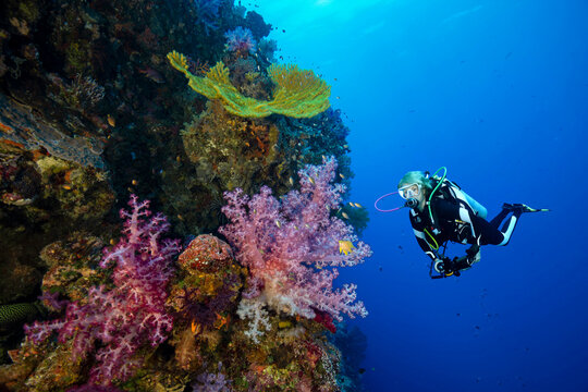 Palau, Ulong Channel, Diver exploring soft coral reef