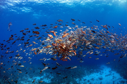 Palau, Shark City, Red snapper spawning