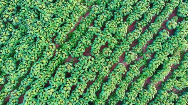 Aerial view of a cassava fields	