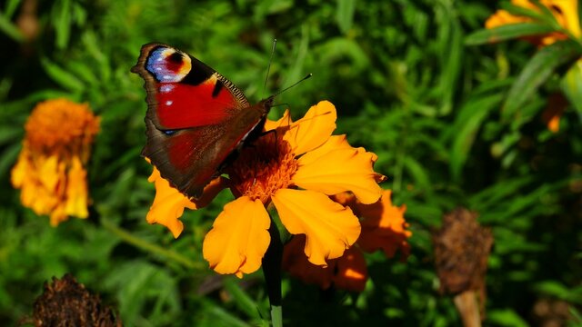 A peacock butterfly on a yellow flower eats nectar