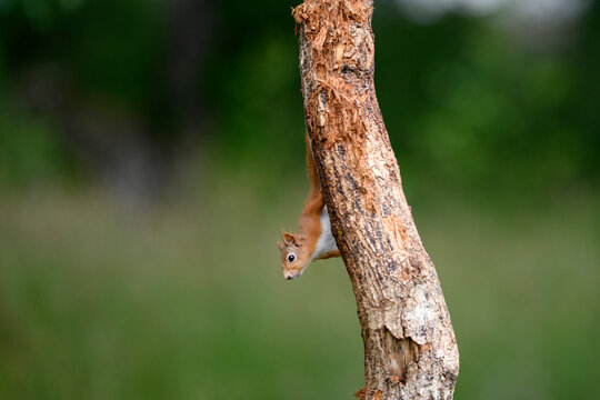 Eurasian red squirrel (Sciurus vulgaris) climbing down tree trunk