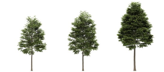 Fototapeta premium Deciduous tree on a white background. Isolated garden element, 3D illustration, cg render