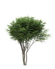 Fototapeta na wymiar Deciduous tree on a white background. Isolated garden element, 3D illustration, cg render