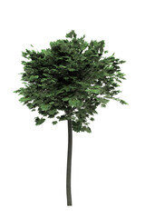 Deciduous tree on a white background. Isolated garden element, 3D illustration, cg render
