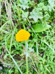 yellow flower on the grass