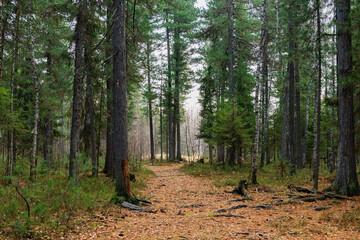 Siberia. Russia. Coniferous forest in the autumn. A forest path where you can see the roots of the mighty Siberian cedars.