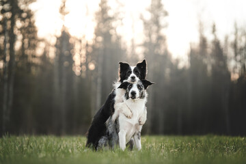 border collie dog