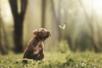 pit bull terrier dog puppy