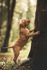 pit bull terrier dog puppy