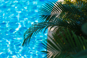Fototapeta na wymiar Summer tropical palm leaf high view from above the pool background.