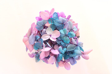 Obraz premium Creative image of pastel pink, turquoise and purple Hydrangea flowers on white background. Top view