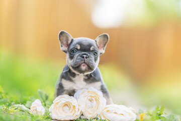 french bulldog puppy dog
