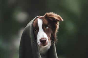 border collie dog