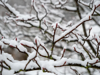 Branches of trees in the snow.