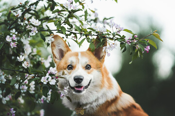 welsh corgi pembroke 