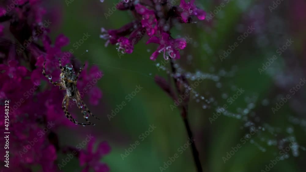 Poster close-up of spider on web with drops. creative. beautiful spider on web with flowers. meadow spider 