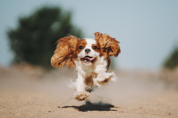 cavalier dog puppy