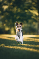 fox terrier dog