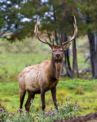 Naklejka na ściany i meble Elk Stock Photo and Image. Bull male walking in the field with a blur forest background in its envrionment and habitat surrounding, displaying antlers and brown coat fur.