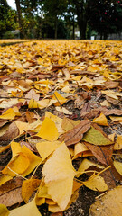 autumn leaves on the ground